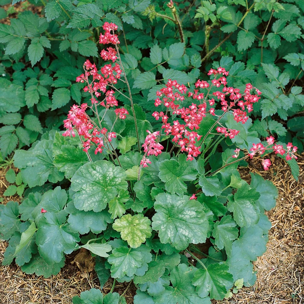 Green Heuchera Flower Seeds for Planting – Heirloom & Non-GMO Garden Seeds