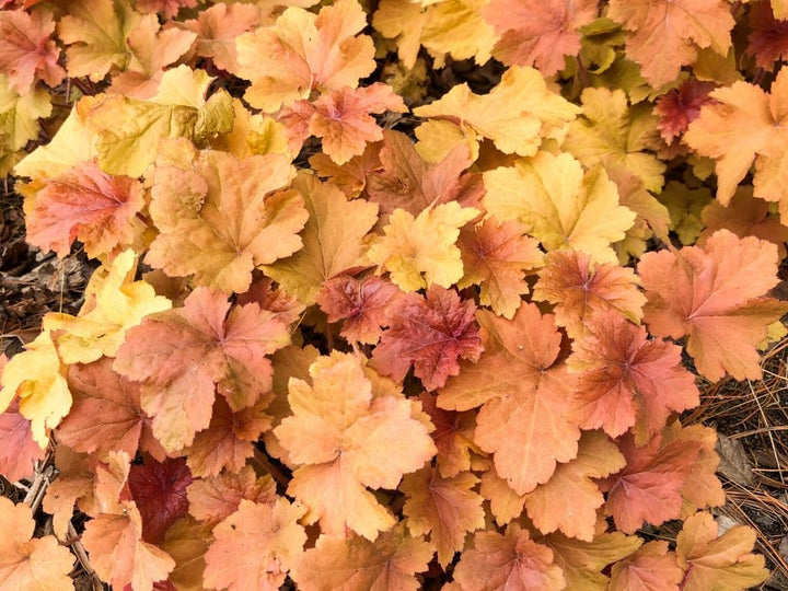 Light Orange Heuchera Flower Seeds for Planting – Heirloom, Non-GMO, High Germination Garden Seeds