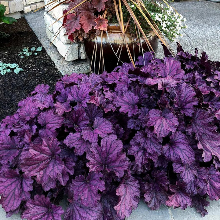 Deep Purple Heuchera Seeds for Planting – Heirloom, Non-GMO, Colorful Display, High Germination