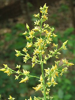 Yellow Hevea Brasiliensis Flower Seeds for Planting – Heirloom Non-GMO, High Germination Organic Garden Seeds