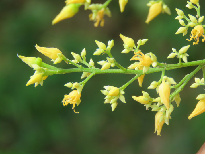 Yellow Hevea Brasiliensis Flower Seeds for Planting – Heirloom Non-GMO, High Germination Organic Garden Seeds