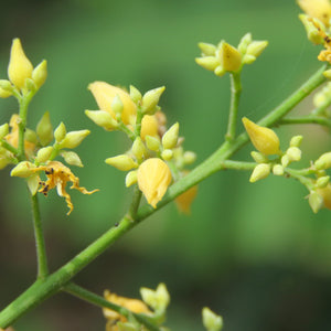 Flower Seeds, Seeds,Seeds For Planting,Plant Seeds