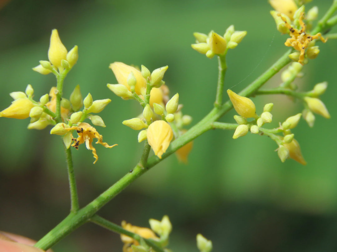 Yellow Hevea Brasiliensis Flower Seeds for Planting – Heirloom Non-GMO, High Germination Organic Garden Seeds