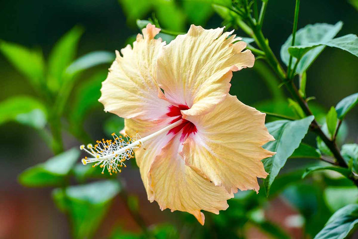Light Yellow Hibiscus Flower Seeds – Heirloom, Non-GMO, High Germination Organic Garden Seeds for Planting
