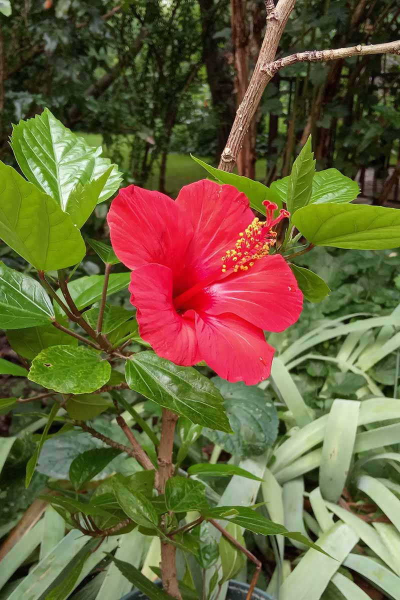 Hibiscus Flower Seeds for Planting – Heirloom Non-GMO, High Germination Organic Garden Seeds