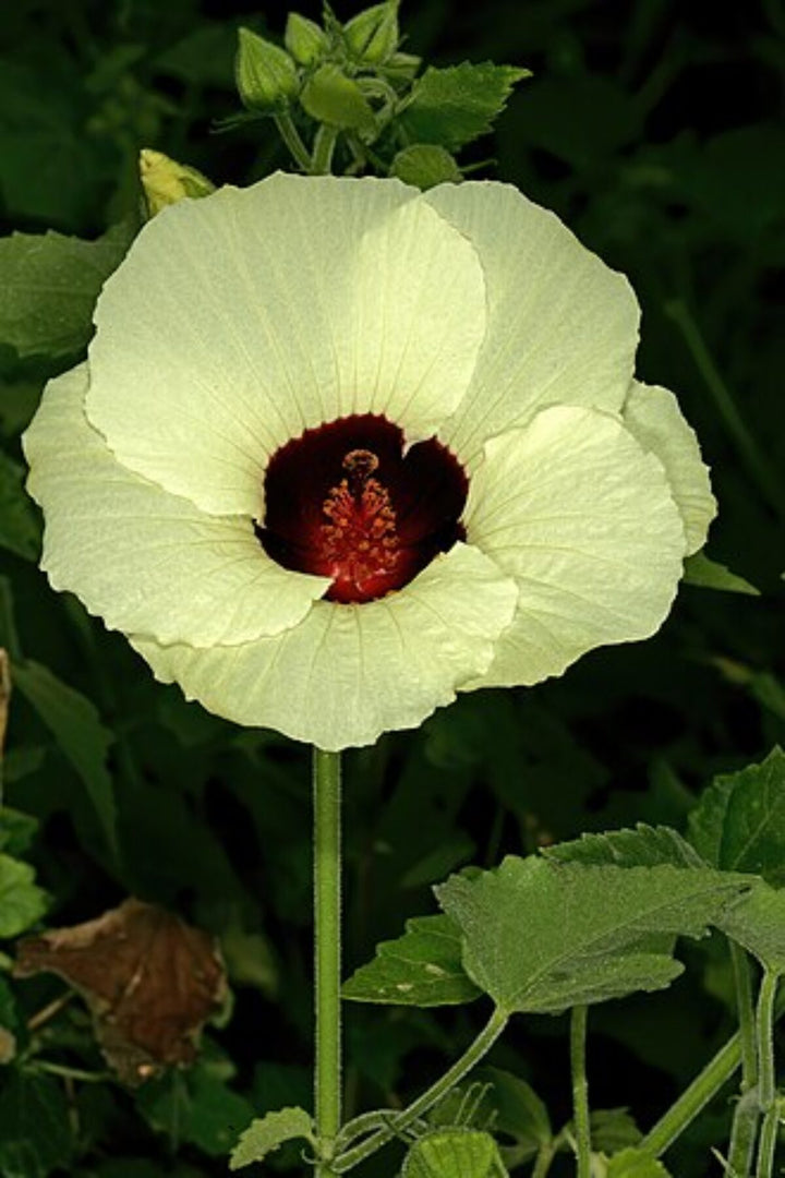 Hibiscus Vitifolius Flower Seeds for Planting – Heirloom, Non-GMO, High Germination Organic Garden Seeds