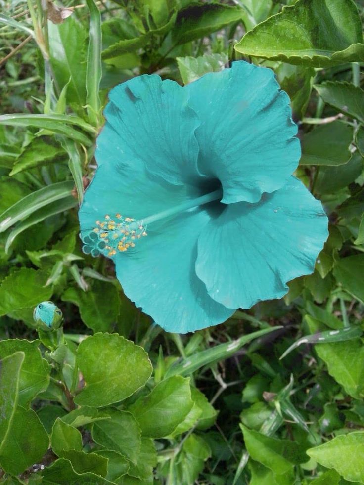 Sea Blue Hibiscus Flower Seeds for Planting – Heirloom, Non-GMO, Border-Friendly Organic Garden Seeds with High Germination