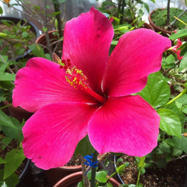 Pink Hibiscus Flower Seeds for Planting – Heirloom, Non-GMO, High Germination, Compact Growth for Home Gardens