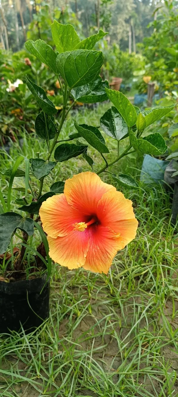 Yellow Orange Hibiscus Flower Seeds – Easy to Grow, Heirloom & Non-GMO Seeds for Home Garden