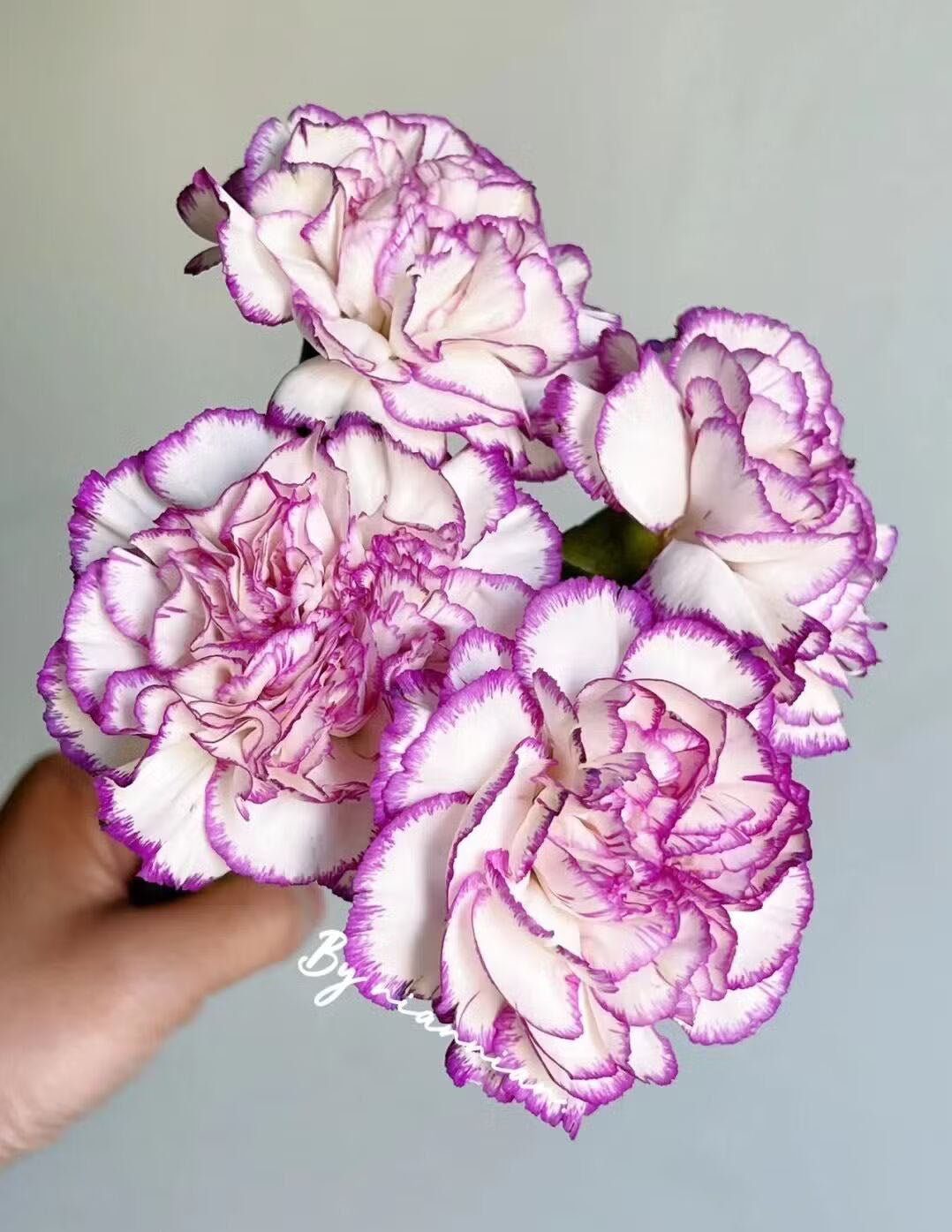 White Crimson Rim Flower Seeds for Planting – Heirloom, Non-GMO, High Germination Organic Garden Seeds