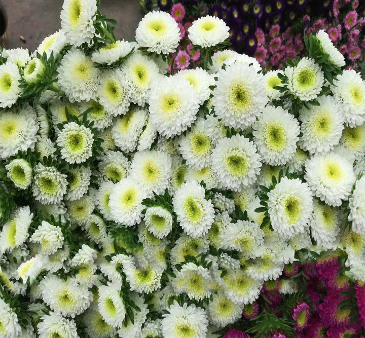 White Green China Aster Flower Seeds for Planting – Heirloom, Non-GMO, High Germination Garden Favorite