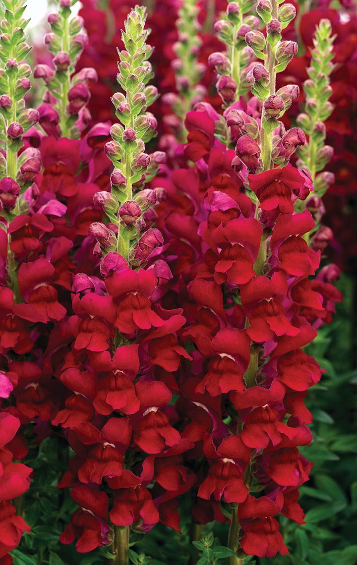 Red Antirrhinum Flower Seeds for Planting – Premium Heirloom, Non-GMO, High Germination Organic Garden Seeds