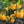 Yellow Bell Pepper Seeds for Planting – Heirloom Non-GMO Sweet Vegetable – Organic Garden Seeds, High Germination