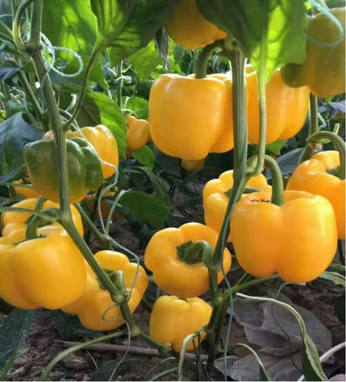 Yellow Bell Pepper Seeds for Planting – Heirloom Non-GMO Sweet Vegetable – Organic Garden Seeds, High Germination