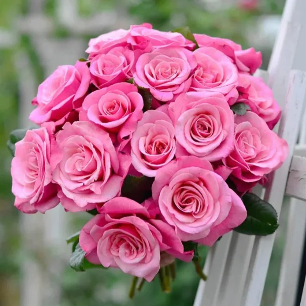 Mixed Germany Rose Flower Seeds for Planting – Premium Quality, Heirloom, Non-GMO, High Germination Organic Garden Seeds