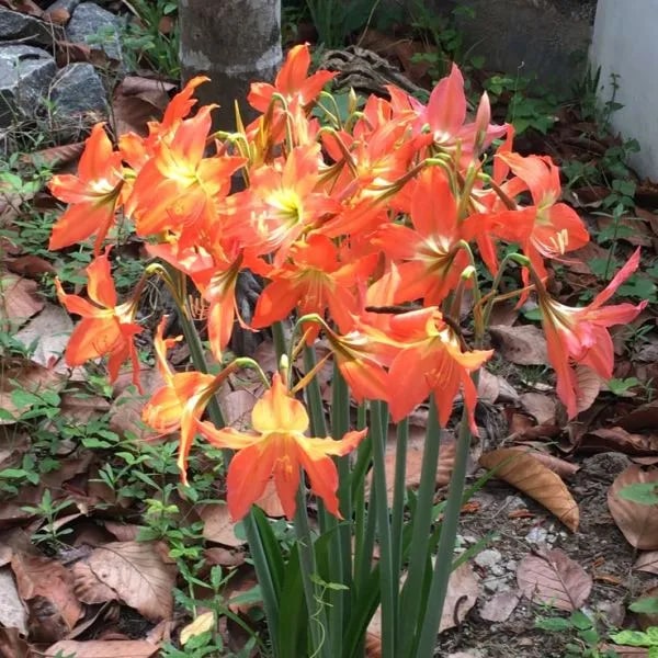 Orange Amaryllis Barbados Flower Seeds for Planting – Heirloom, Non-GMO, High Germination