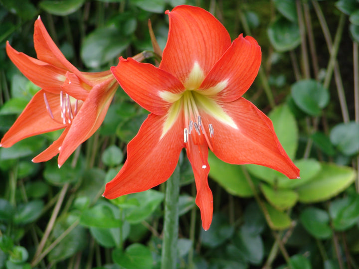Dark Orange Amaryllis Barbados Seeds for Planting – Premium Quality, Heirloom, Non-GMO, High Germination Organic Garden Seeds