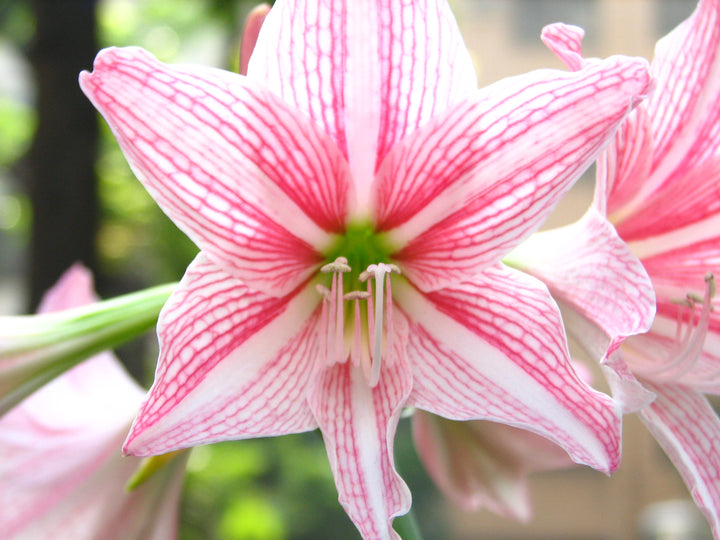 Hippeastrum Reticulum Flower Seeds for Planting – Heirloom Non-GMO, High Germination Organic Garden Seeds