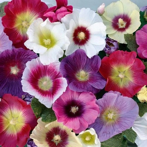 Mix Hollyhock Flower Seeds for Planting – Heirloom, Non-GMO, High Germination Organic Garden Seeds