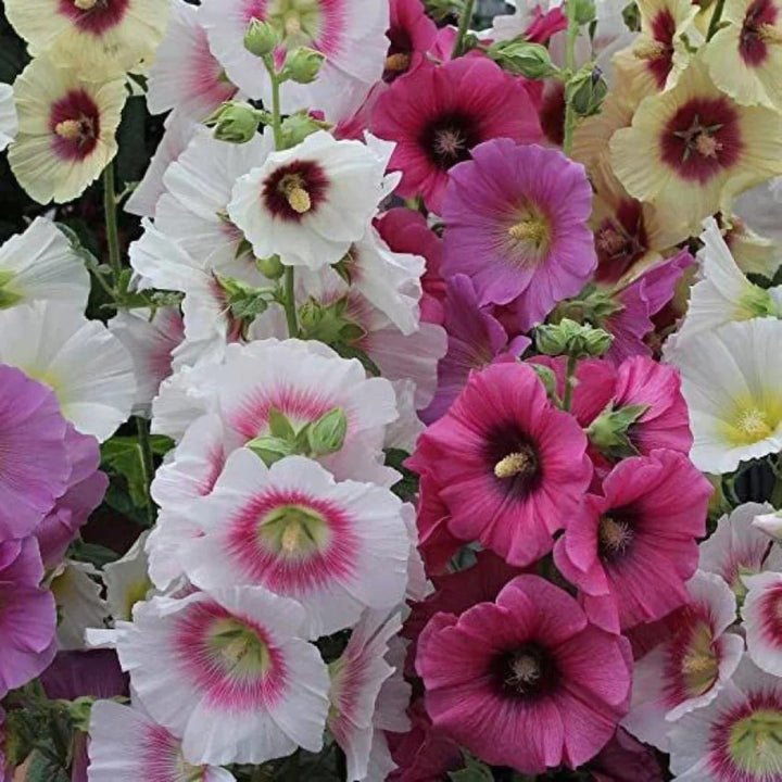 Mixed Hollyhock Flower Seeds – Non-GMO, Heirloom Garden Seeds for Vibrant Blooms