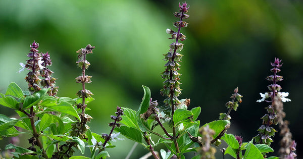 Flower Seeds, Seeds,Seeds For Planting,Plant Seeds