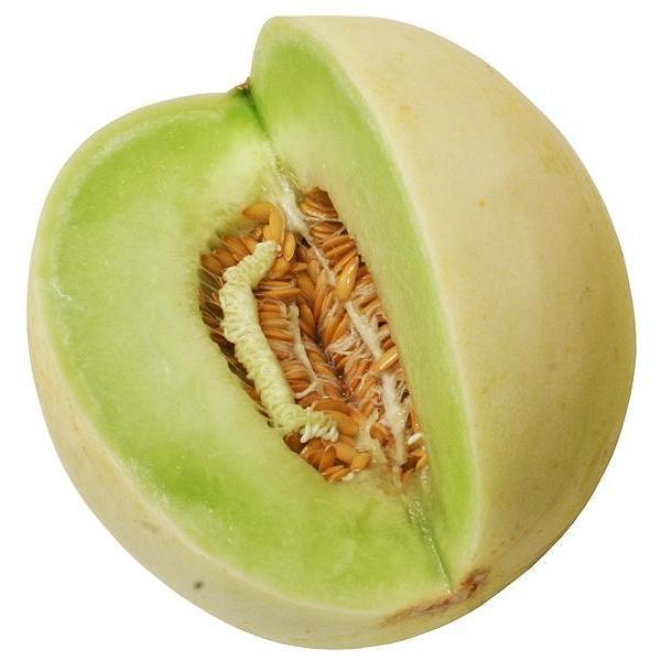 Green Flesh Honeydew Melon Fruit seeds for planting – Heirloom & Non-GMO Garden seeds