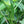 Abelmoschus Vegetable Seeds for Planting – Heirloom & Non-GMO Garden Seeds for Edible Tropical Pods