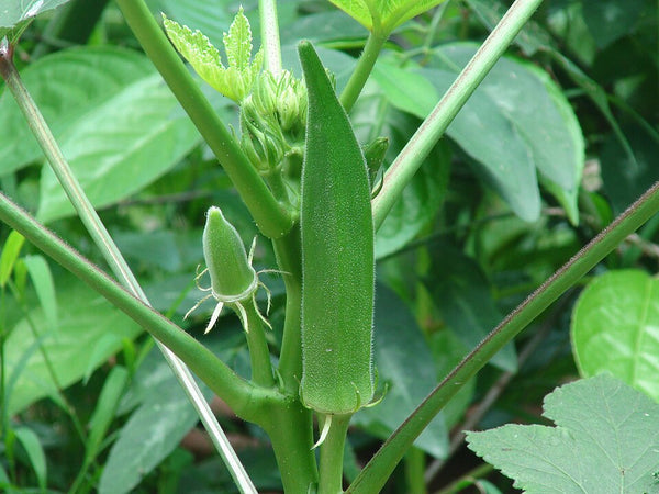 Abelmoschus Vegetable Seeds for Planting – Heirloom & Non-GMO Garden Seeds for Edible Tropical Pods