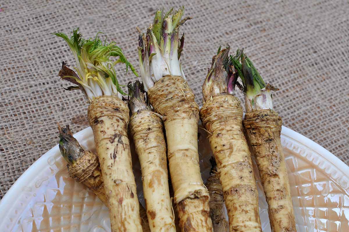 Russian Horseradish Seeds for Planting – Heirloom Non‑GMO High Germination Organic Garden Seeds, Hardy Root Vegetable