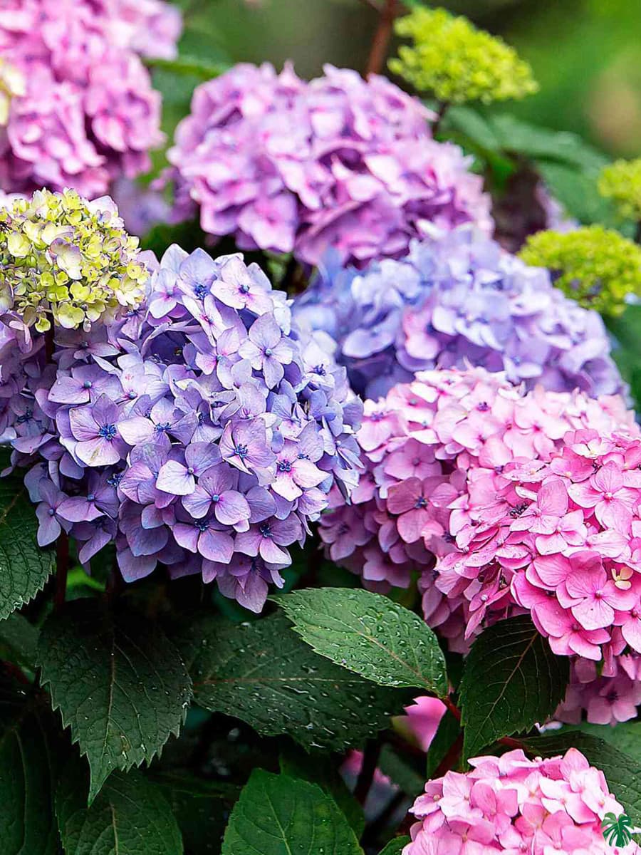 Hydrangea Flower Seeds for Planting – Easy to Grow Heirloom Non-GMO Seeds, High Germination