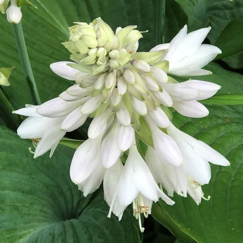 Hosta Lily Flower Seeds for Planting – Heirloom, Non-GMO, High Germination Organic Garden Seeds
