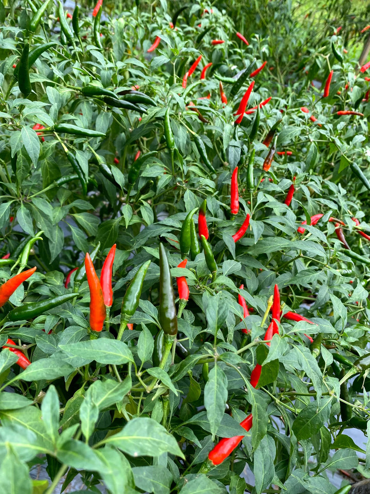 Philippine Hot Pepper Seeds – Heirloom Non-GMO Spicy Chili Vegetable Seeds for Planting, Organic Garden Seeds