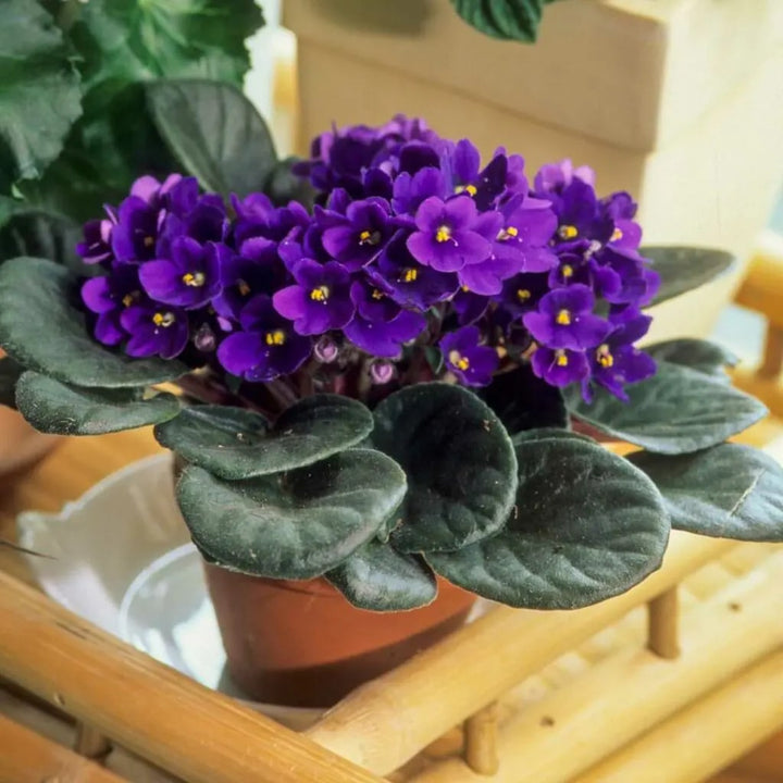 African Violet Flower Seeds for Planting – Heirloom, Non-GMO, Low Maintenance, High Germination Garden Seeds