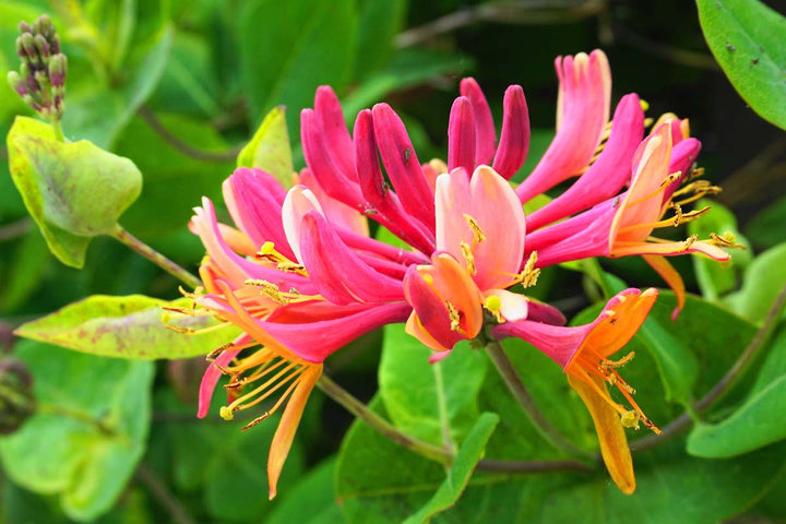 Honeysuckle Flower Seeds for Planting – Heirloom, Non-GMO, Long Bloom, Organic Garden Seeds