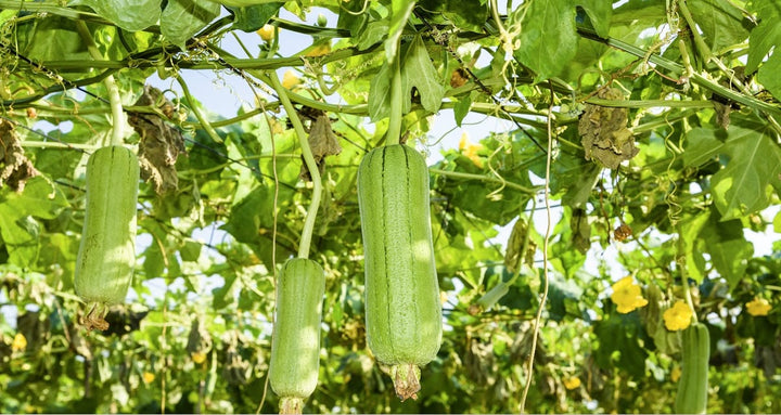 Green Brown Luffa Esmeralda Herb Seeds for Planting – Heirloom, Non-GMO Culinary Essential Seeds