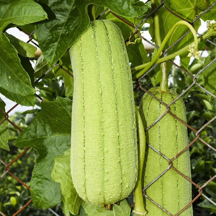 Green Brown Luffa Esmeralda Herb Seeds for Planting – Heirloom, Non-GMO Culinary Essential Seeds
