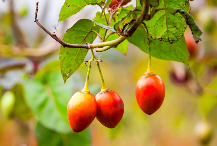 Orange Tamarillo Fruit Seeds for Planting – Heirloom Non-GMO Unique Exotic High Germination Organic Garden Seeds