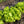 Batavia Herb Seeds – Heirloom, Non-GMO Flavorful Herb Seeds for Garden Planting