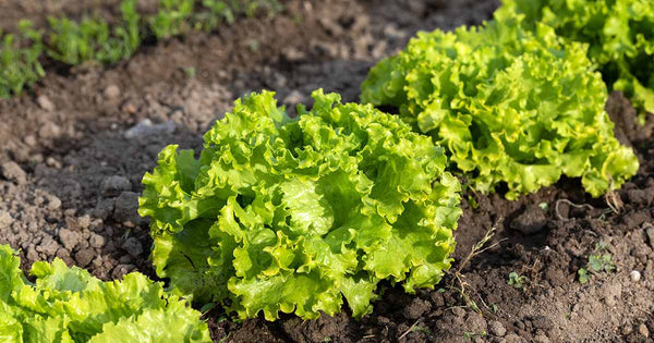 Batavia Herb Seeds – Heirloom, Non-GMO Flavorful Herb Seeds for Garden Planting