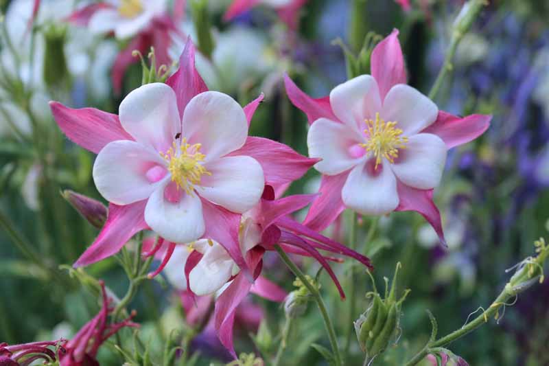 Pink White Univalve Geranium Flower Seeds – Heirloom, Non-GMO, High Germination Seeds for Planting