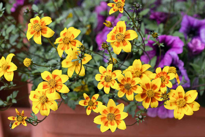 Bidens Flower Seeds for Planting – Heirloom Non-GMO, High Germination Organic Garden Seeds