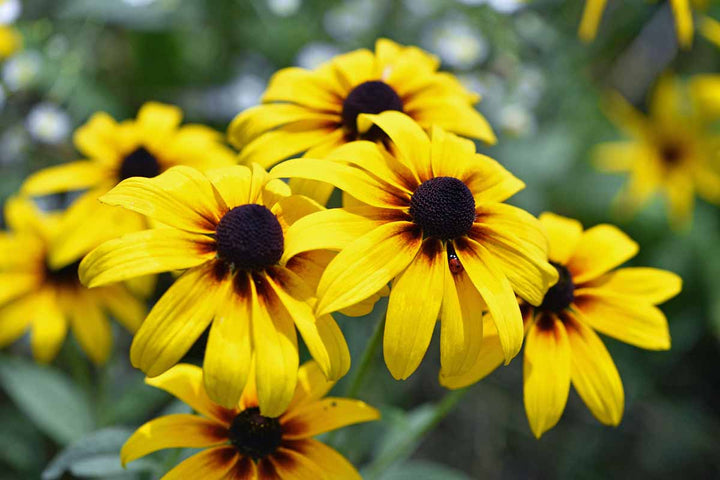 Susan Native Flower Seeds for Planting – Heirloom Non-GMO, High Germination Organic Garden Seeds