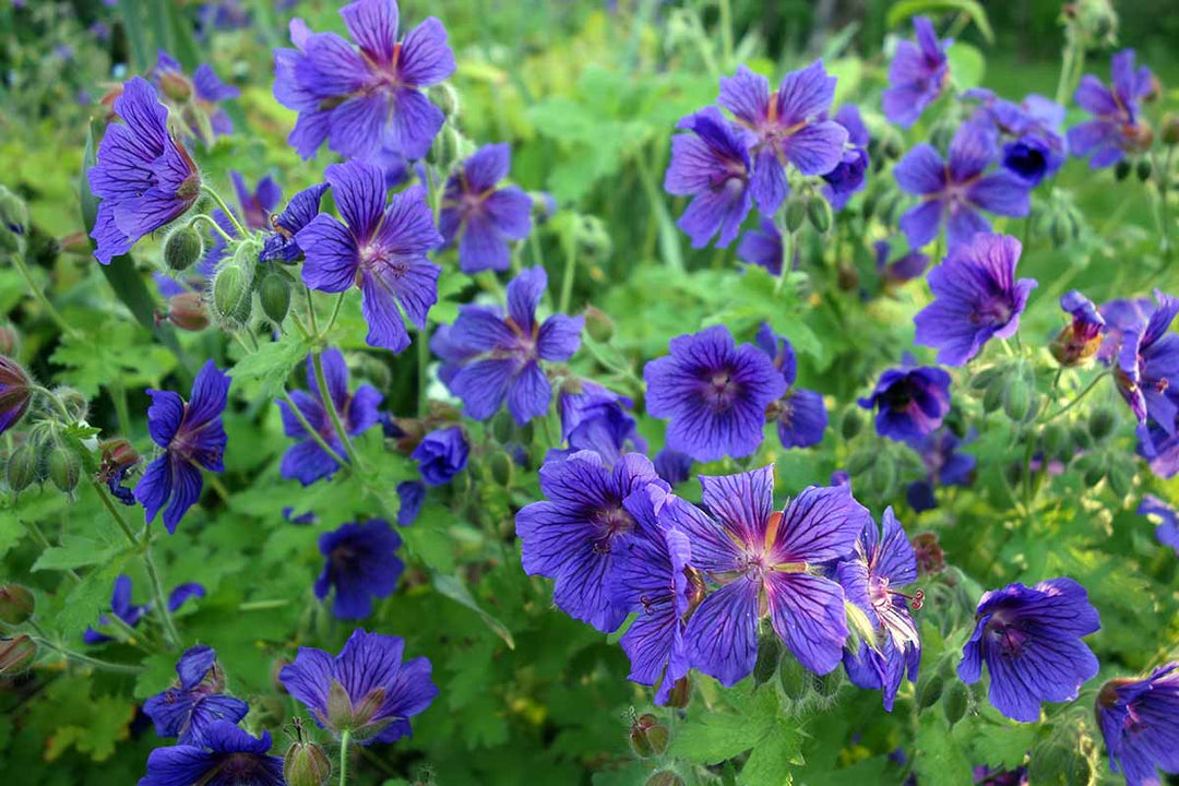Blue Violet Geranium Flower Seeds for Planting – Heirloom, Non-GMO, Low Maintenance Organic Garden Seeds