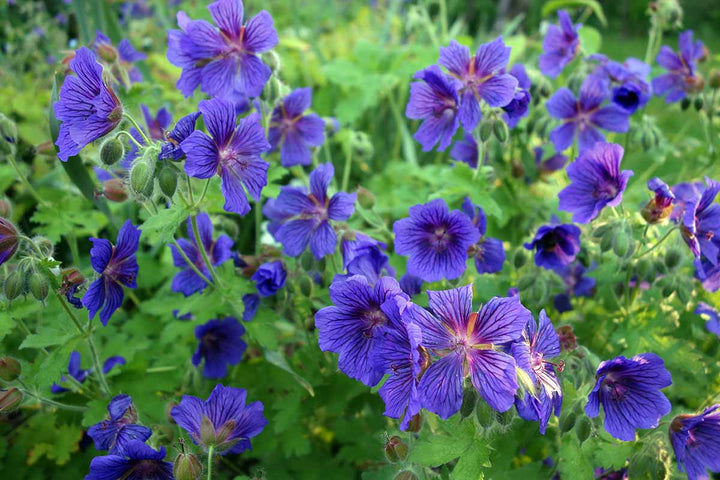 Cranesbill Geranium Flower Seeds for Planting | Heirloom Non-GMO Cut Flower Favorite