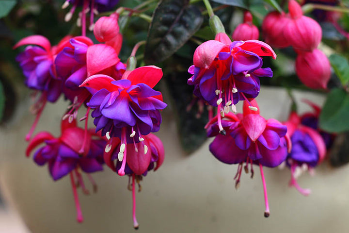 Purple Red Fuchsia Flower Seeds for Planting – Heirloom, Non-GMO, High Germination Organic Garden Seeds