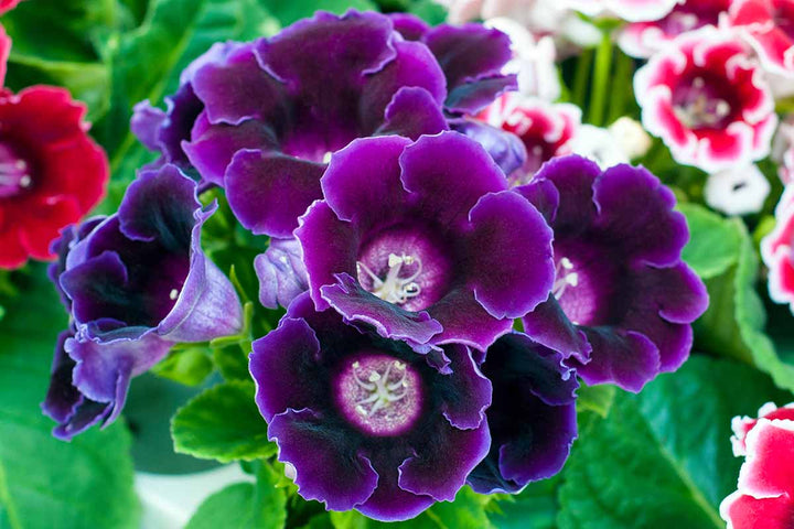 Violet Gloxinia Flower Seeds for Planting – Heirloom, Non-GMO, Fragrant Blossoms, High Germination
