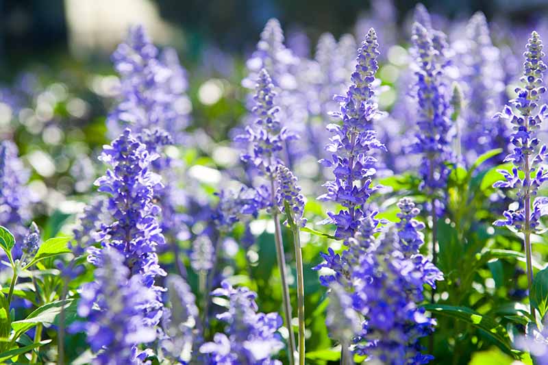 Purple Hyssop Herb Seeds for Planting – Heirloom, Non-GMO, Organic Garden Seeds with High Germination
