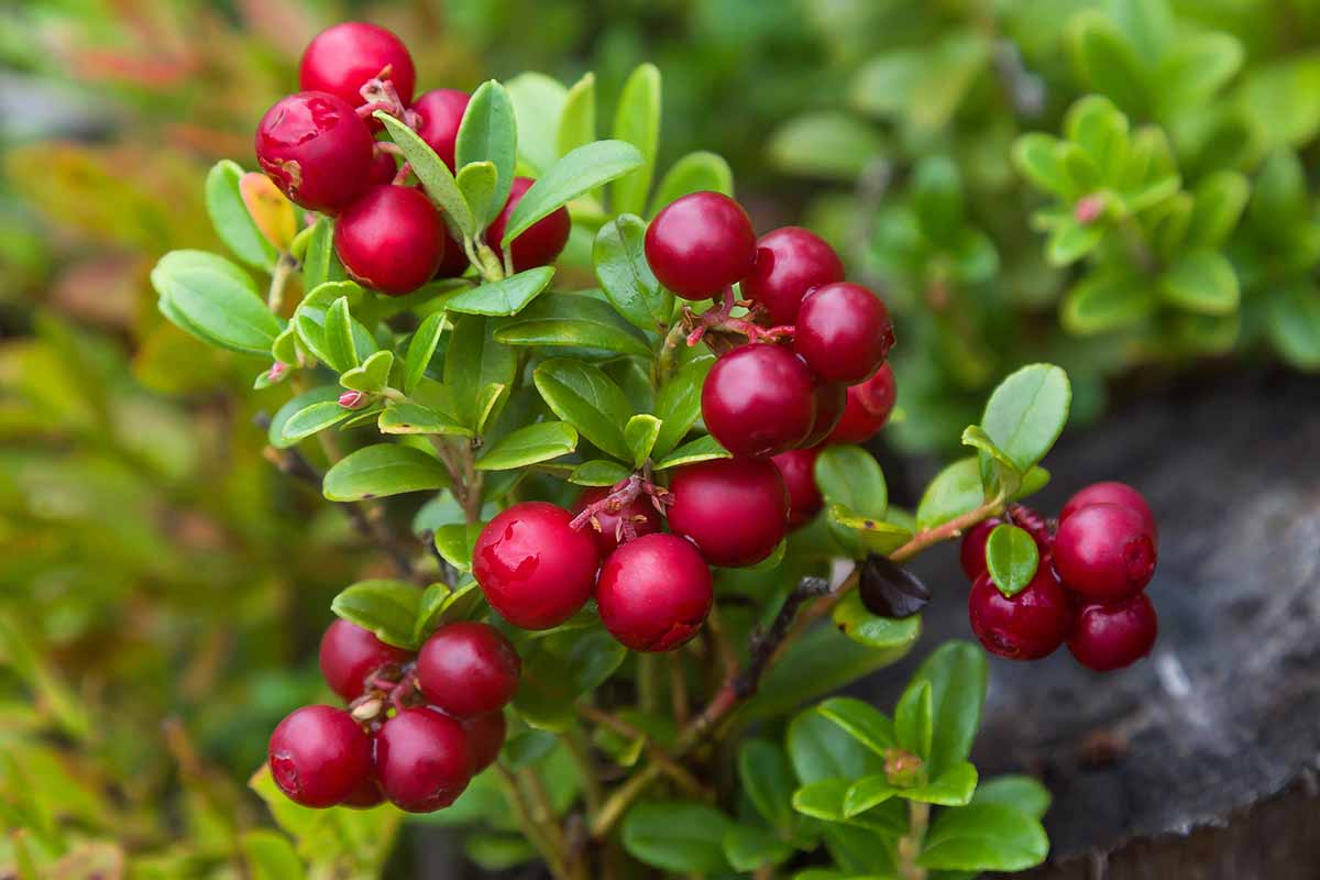 Lingonberry Fruit Seeds for Planting – Heirloom, Non-GMO Tangy Red Berry Garden Seeds for Home Growing