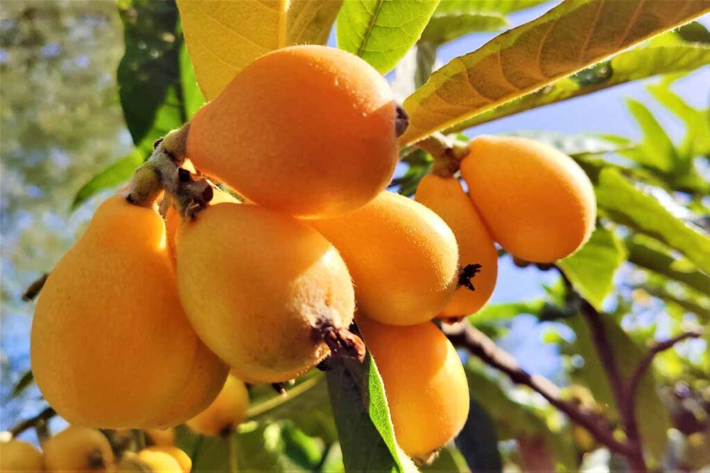 Loquat Shrub Fruit seeds – Heirloom, Non-GMO Seeds for Planting Tropical Homegrown Garden Fruits