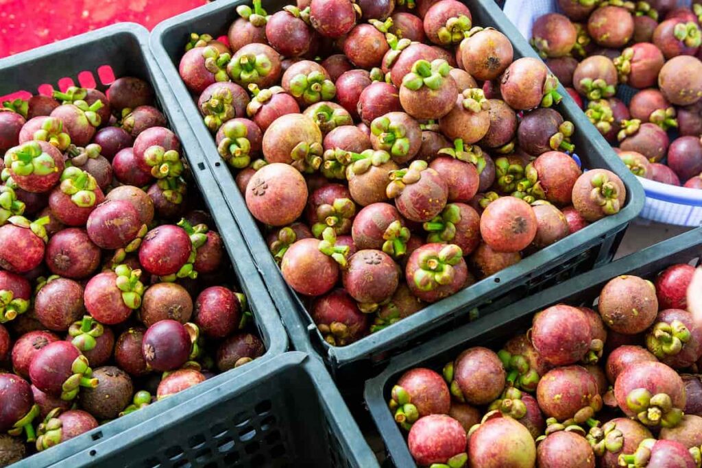 Mangostan Fruit Seeds for Planting – Heirloom Non-GMO Rare Tropical High Germination Organic Garden Seeds